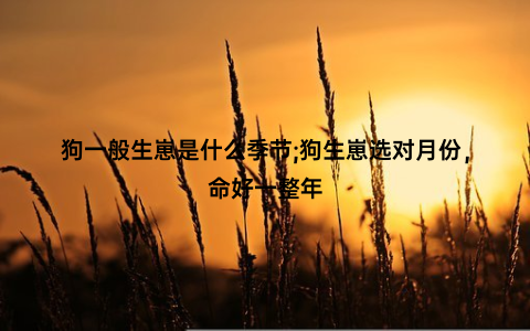 狗一般生崽是什么季节;狗生崽选对月份，命好一整年