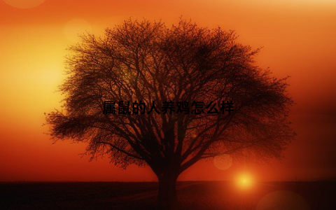 属鼠的人养鸡怎么样