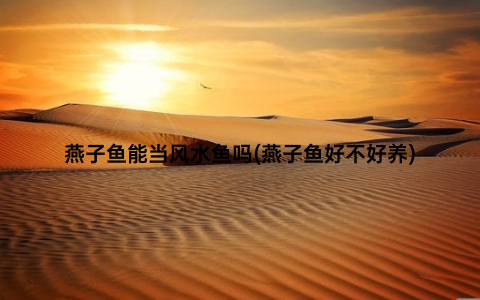 燕子鱼能当风水鱼吗(燕子鱼好不好养)